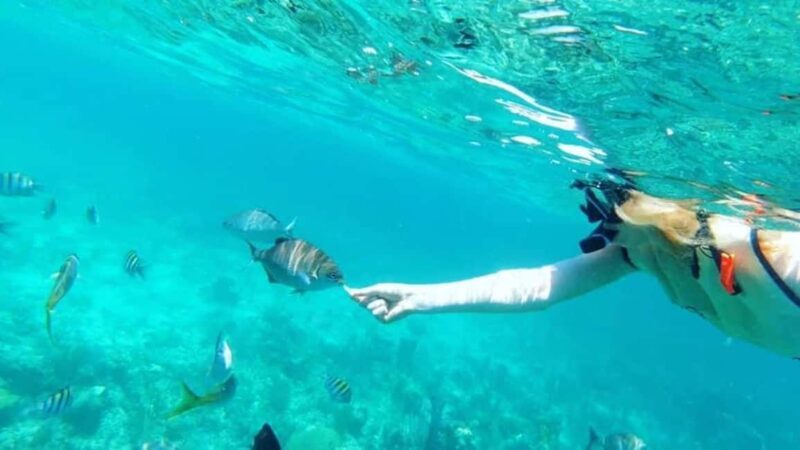 Full Day Sail and Snorkel with Turtles - Key Points