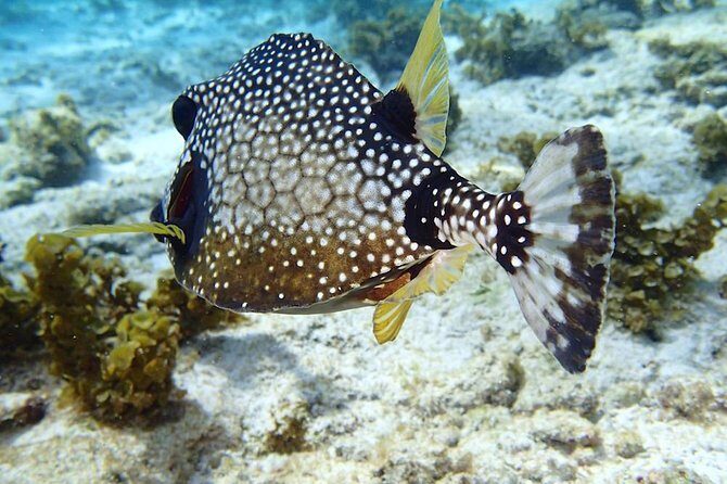 Full-Day Sailing and Snorkeling Excursion to Les Saintes - The Sum Up