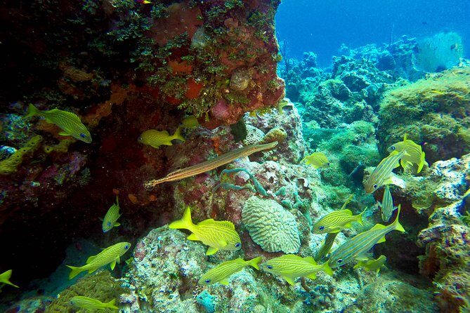 Full-Day Scuba Diving Catalina Island Tour from Bavaro - Evaluating the Value