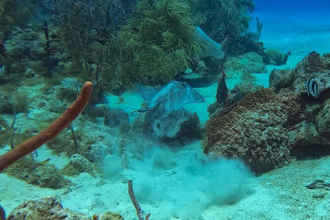 Full-Day Scuba Diving Catalina Island Tour from Bavaro - The Sum Up
