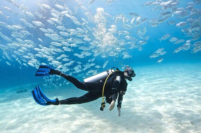 Full-day Scuba Diving Experience for Beginners & Lunch - Sharm El Sheikh - Who Should Consider This Tour?