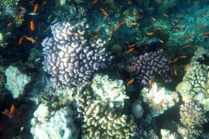 Full-Day Scuba Diving Tour in Hurghada with Lunch & Pick-Up - The Authenticity Factor