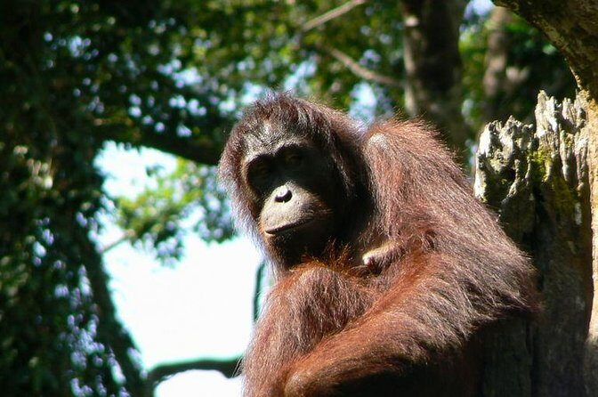 Full-Day Sepilok Orangutan and Sandakan City Trail from Kota Kinabalu - Introduction