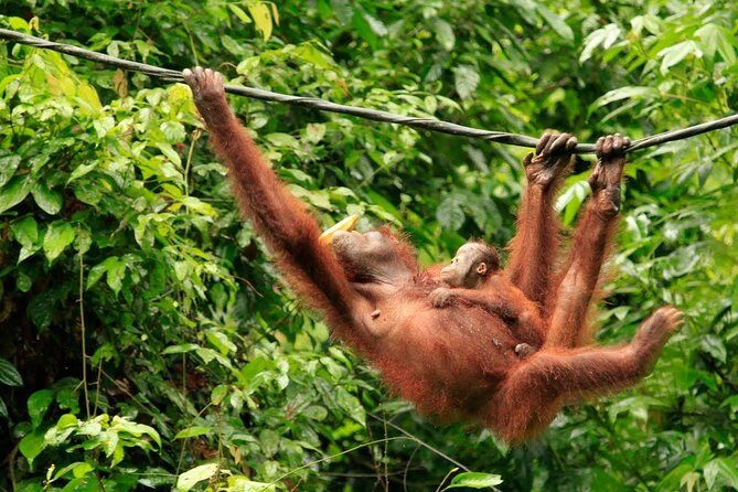 Full-Day Sepilok Orangutan and Sandakan City Trail from Kota Kinabalu - Final Word