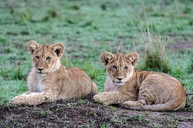 Full-Day Serengeti Tour from Mwanza - Transportation and Group Dynamics