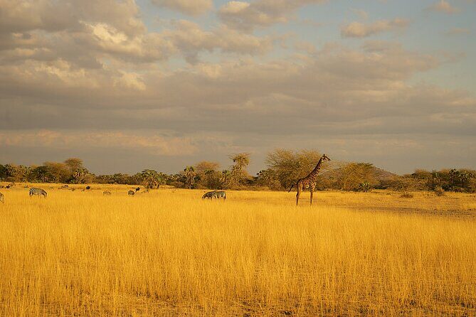 Full-Day Serengeti Tour from Mwanza - Pricing and Value