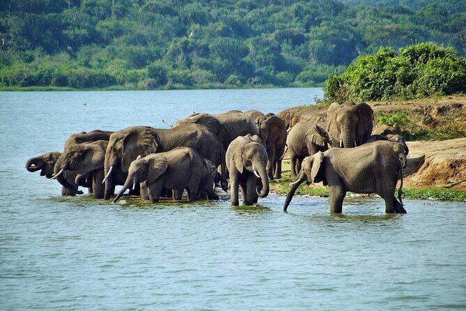 Full Day Shared Akagera Safari Tour with Lunch and Coffee - Introduction to the Akagera Safari Experience