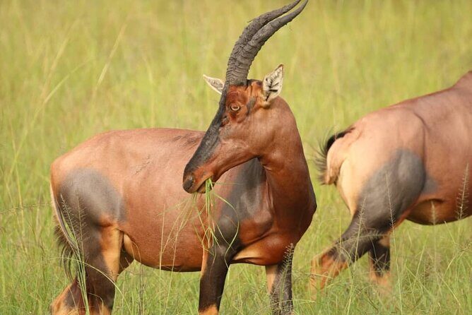 Full Day Shared Akagera Safari Tour with Lunch and Coffee - What’s Included and What’s Not