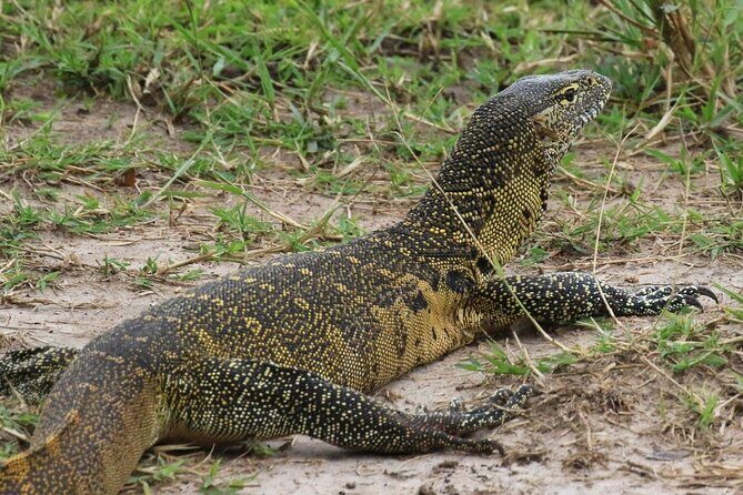 Full Day Shared Akagera Safari Tour with Lunch and Coffee - Authentic Experiences and Real-World Insights