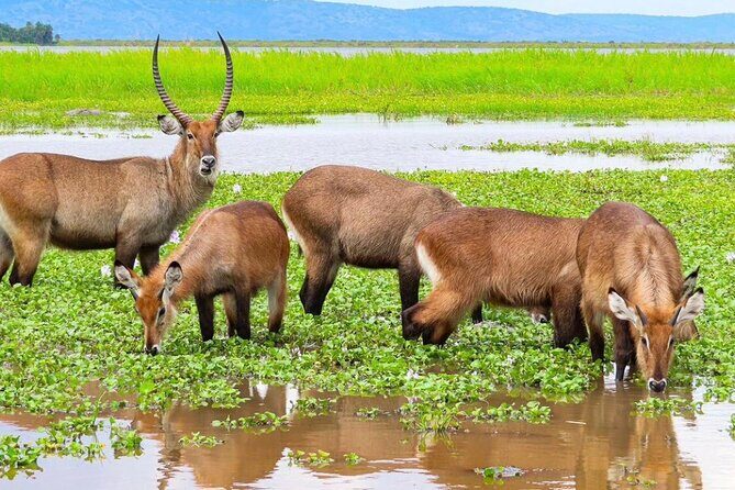Full Day Shared Akagera Safari Tour with Lunch and Coffee - Logistics That Matter