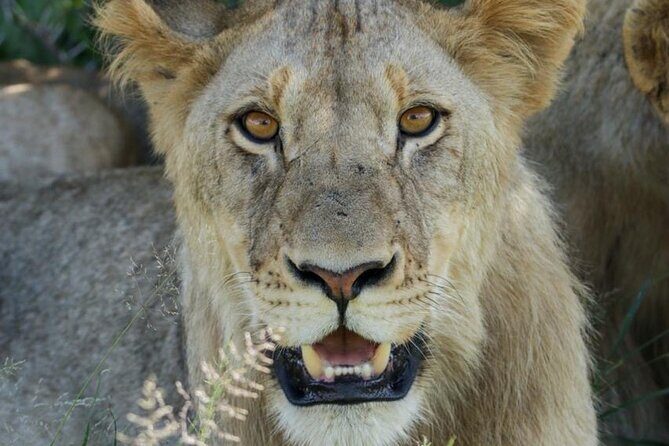 Full-Day Shared Kruger National Park Safari from Hoedspruit - Key Points