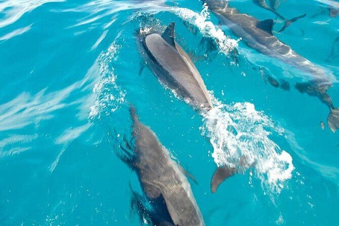Full day Shared Speedboat Tour - South West Lagoon Dolphin Swim - Practical Considerations and What to Expect