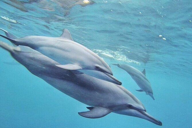 Full day Shared Speedboat Tour - South West Lagoon Dolphin Swim - FAQ
