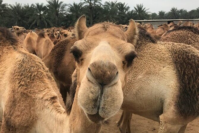 Full Day Sightseeing Tour in Bahrain - FAQs