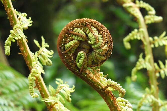 Full Day Small Group Routeburn Valley Hike - Key Points