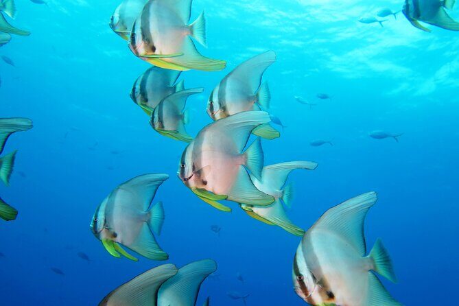 Full Day Snorkeling Course in Koh Chang with Lunch - What to Expect During the Day