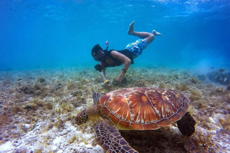 Full-Day Snorkeling Tour to Catalina Island - Who Would Enjoy This Tour?