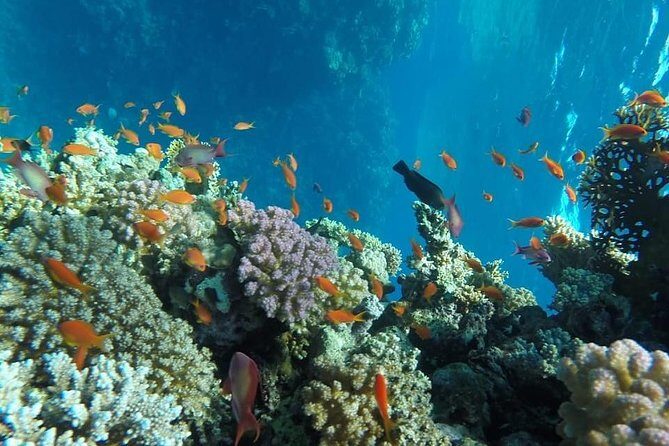 Full Day Snorkeling Trip to the Red Sea in Safaga from Luxor - FAQ