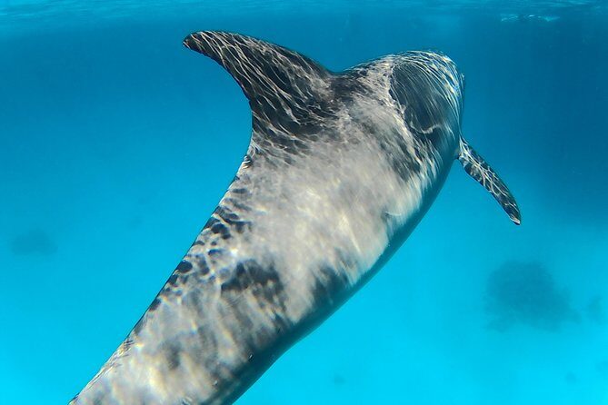 Full-Day Snorkeling with Dolphins in Hurghada with Lunch - What’s Included and What’s Not