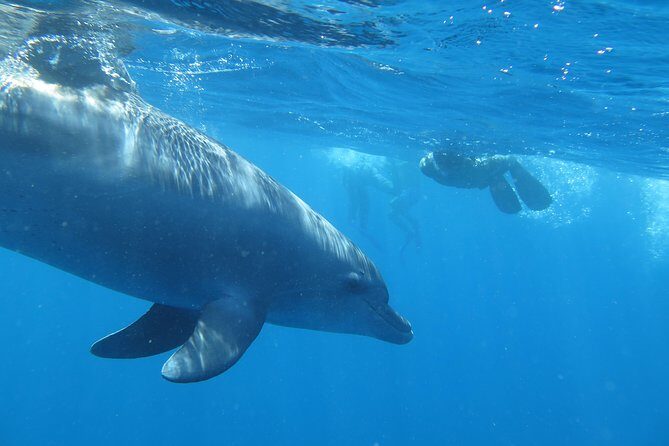 Full-Day Snorkeling with Dolphins in Hurghada with Lunch - Group Size and Atmosphere