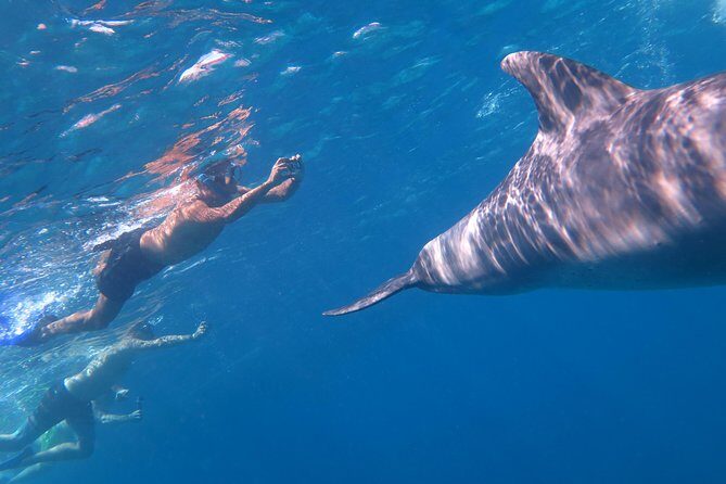 Full-Day Snorkeling with Dolphins in Hurghada with Lunch - Value and Pricing