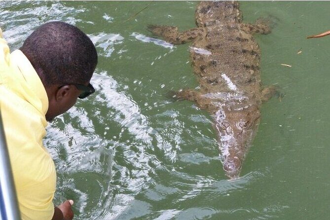 Full-Day South Coast - YS Falls, Pelican Bar & Black River Safari - Analyzing the Tour Experience