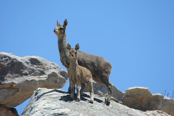 Full-Day Swartberg Mountain PRIVATE Tour (including lunch and transfers) - FAQ