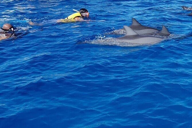 Full-Day Swimming with Dolphins and Casela Nature Park Tour in Mauritius - Snorkeling Gear and Marine Life
