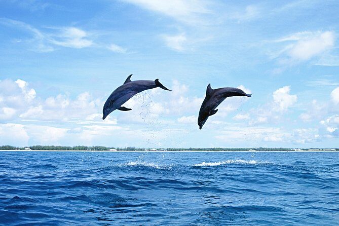 Full-Day Swimming with Dolphins and Casela Nature Park Tour in Mauritius - Practical Considerations and Tips