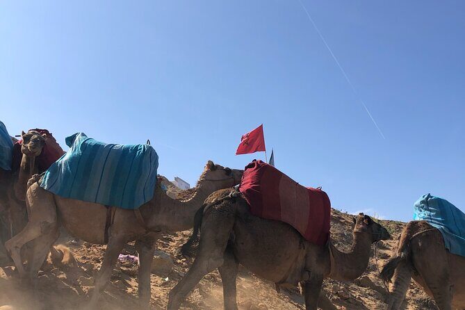 Full day Tangier Tour from Cruise or ferry from tarifa - What You Can Expect: A Deep Dive into the Itinerary