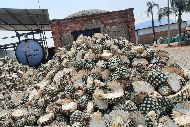 full day Tequila tour visiting artisanal distillery and downtown. - Concluding Thoughts