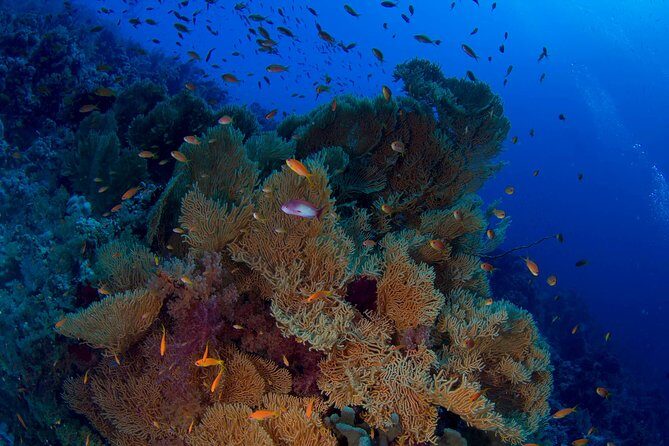 Full Day Tiran Island Snorkeling Sea trip & Lunch With Transfer - Sharm Elsheikh - The Itinerary and What to Expect