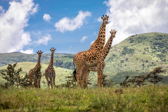 Full Day To Arusha National Park - What to Expect from the Itinerary