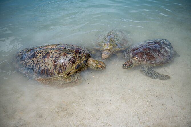 Full Day Tour Cascades Adventure, Turtles and Blue Lagoon - The Authentic Vanuatu Experience