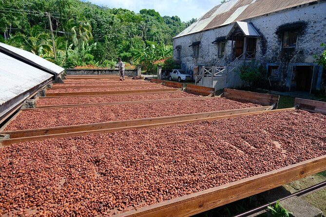 Full-Day Tour: Concord Waterfall, Chocolate Factory, Rum Distillery, Grand Etang - Practical Tips for Travelers