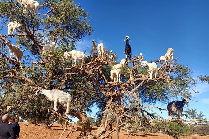 Full day Tour Essaouira Day Tour from Marrakech - Authentic Experiences Highlighted by Travelers