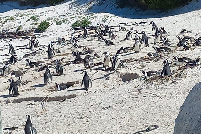 Full Day Tour for Cape of Good Hope & Boat to Seals Island - A Practical Look at What You’ll Experience