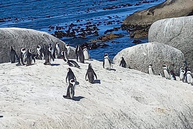 Full Day Tour for Cape of Good Hope & Boat to Seals Island - Possible Drawbacks and Considerations