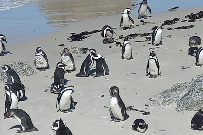 Full Day Tour for Cape of Good Hope & Boat to Seals Island - The Sum Up