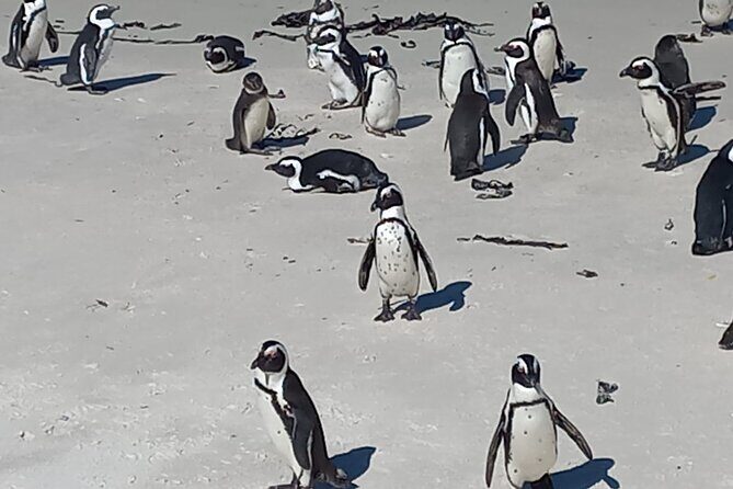 Full Day Tour for Cape of Good Hope & Boat to Seals Island - FAQ