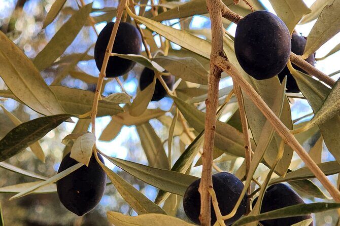 Full Day Tour from Marrakech to Kaskade Ouzod - Authentic Berber Lunch