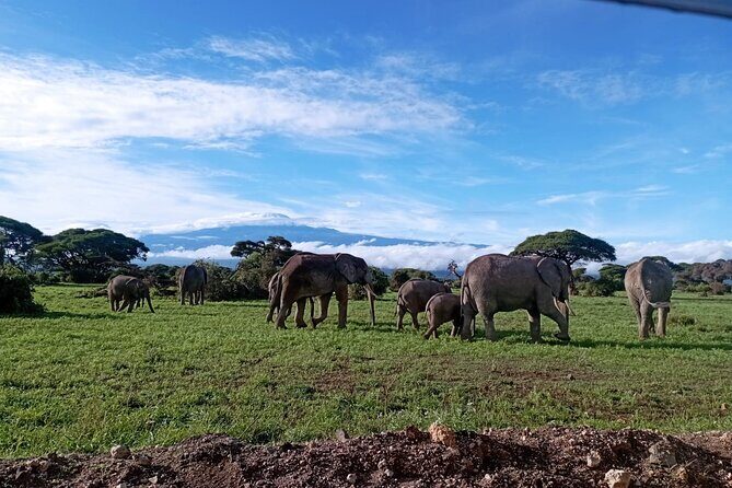 Full Day Tour in Amboseli National Park from Nairobi - Key Points