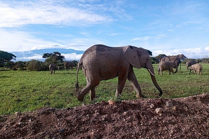 Full Day Tour in Amboseli National Park from Nairobi - A Practical Look at Your Amboseli Experience