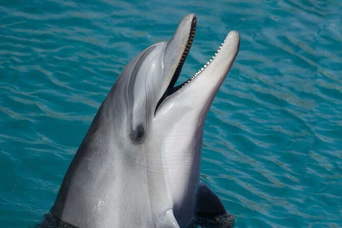 Full-Day Tour in Key West from Miami with Add-on extras - A Detailed Look at the Tour Experience