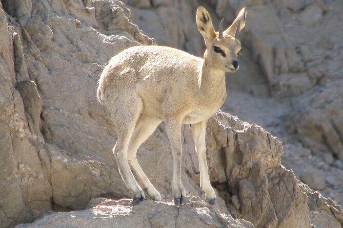 Full-Day Tour in Namib Desert from Swakopmund, Namibia - Exploring the Namib Desert: A Full-Day Adventure from Swakopmund