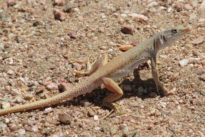 Full-Day Tour in Namib Desert from Swakopmund, Namibia - The Final Word