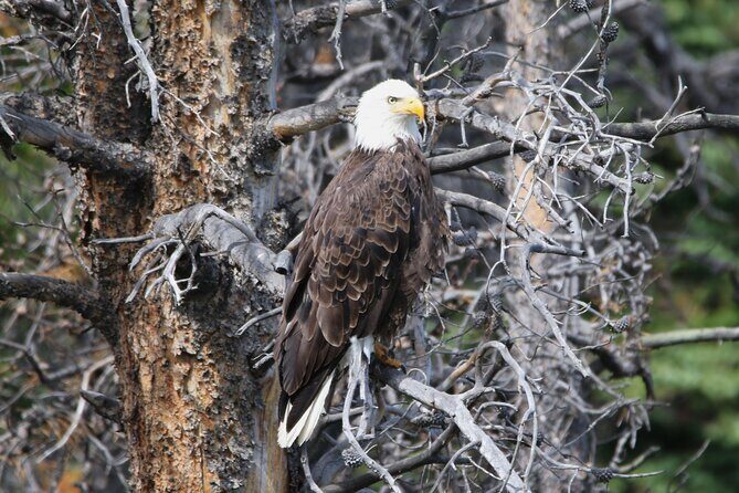 Full Day Tour in Rocky Mountain National Park Lunch Included - Value for Money