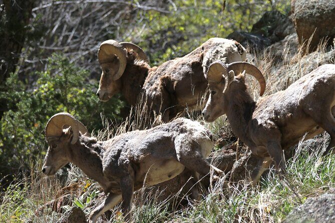 Full Day Tour in Rocky Mountain National Park Lunch Included - FAQ