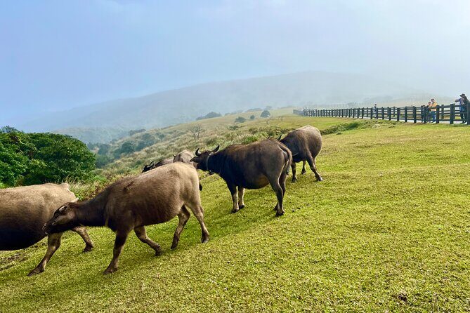Full-day Tour in Yangmingshan & Beitou from Taipei - Exploring Yangmingshan National Park