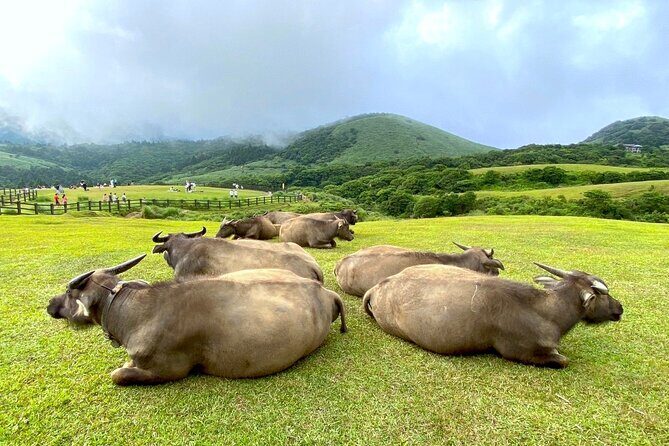 Full-day Tour in Yangmingshan & Beitou from Taipei - Wrapping Up at Shilin Night Market